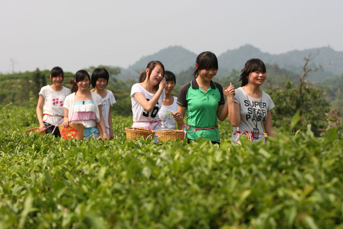 2022年都匀中等职业技术学校茶叶植与加工专业招生