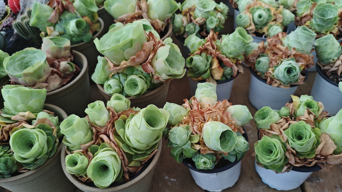 丽娜法师锦好养吗？容易上色吗？