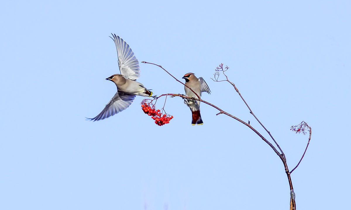 黑龙江生态工程职业学院单招有高铁乘务专业吗