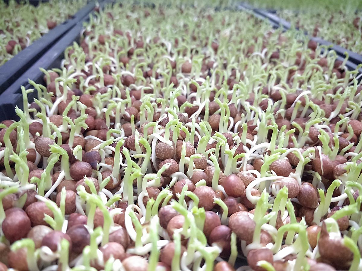 出一点芽的花生米可以吃么