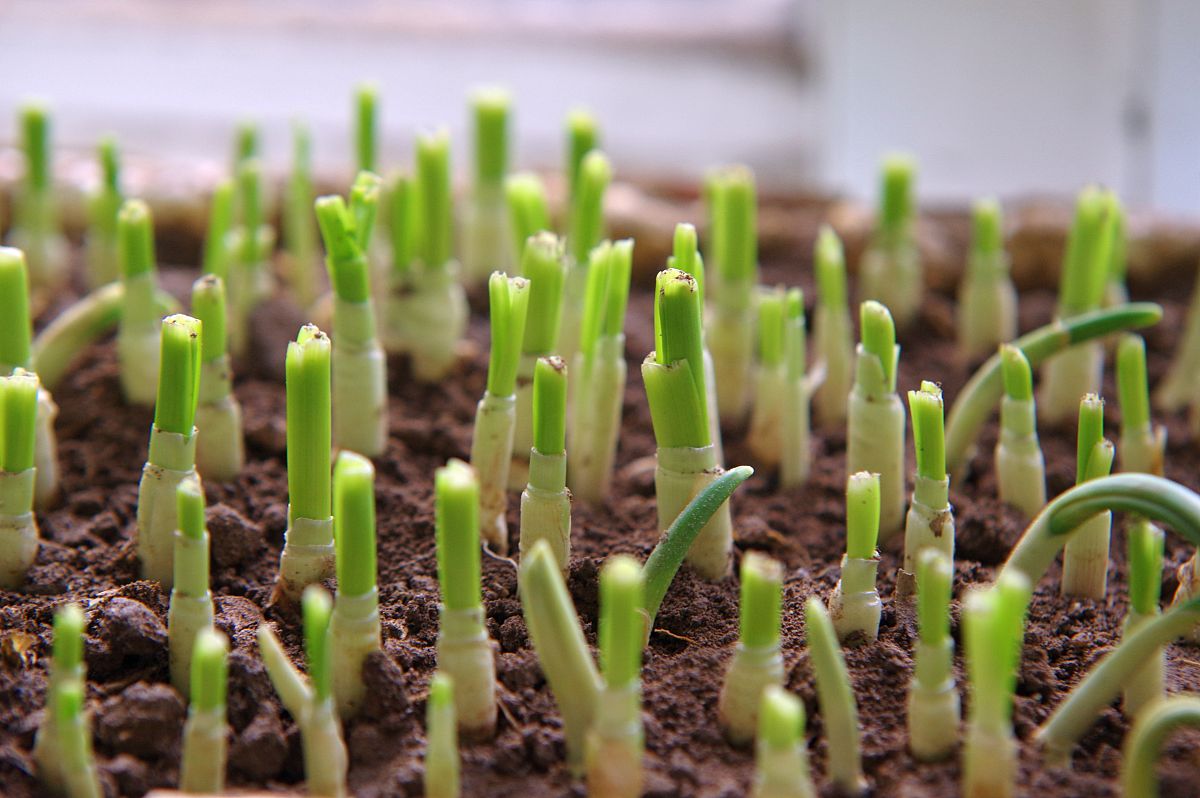 大蒜什么时候结蒜头，