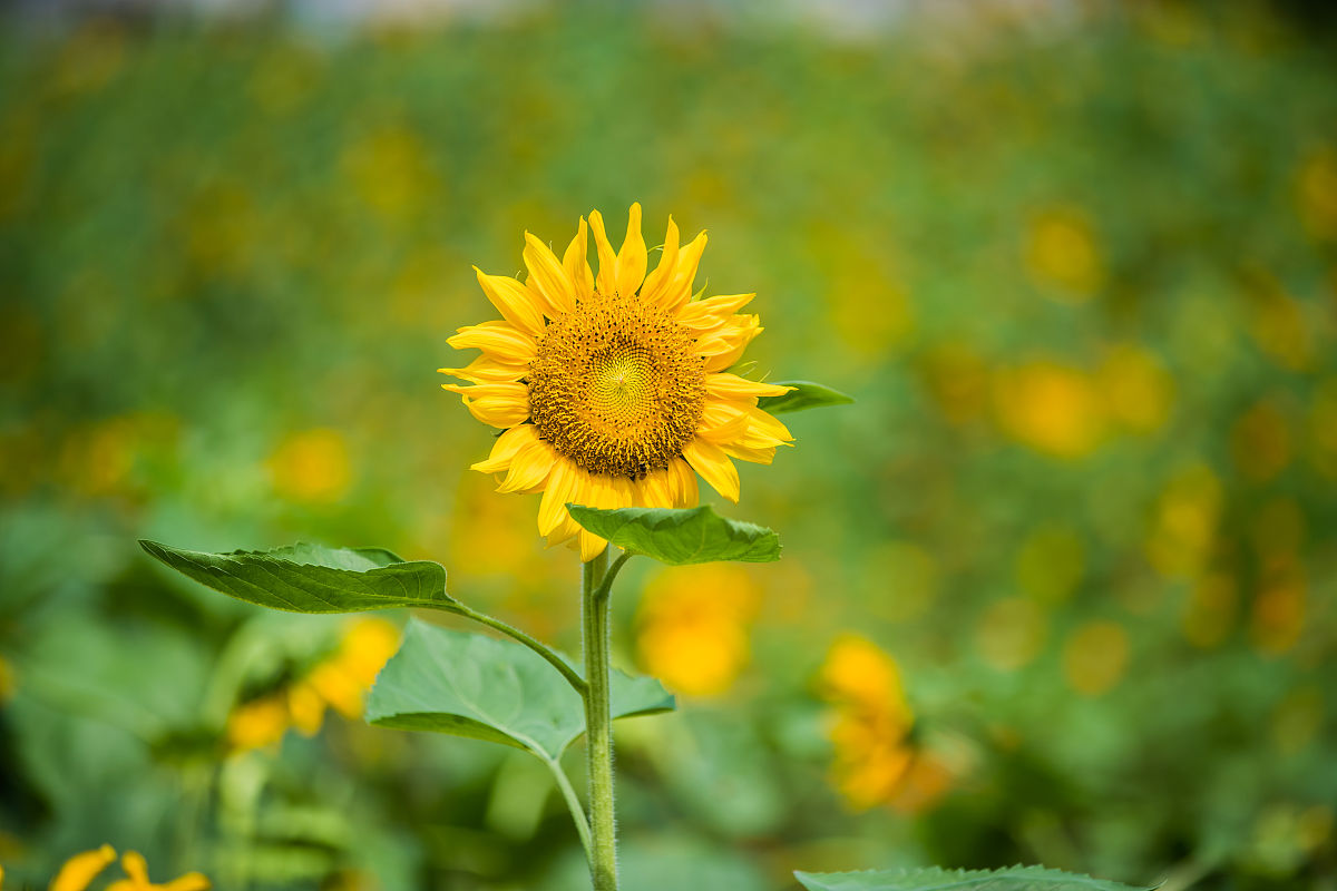 重庆育才职业教育中心招生简章2023年