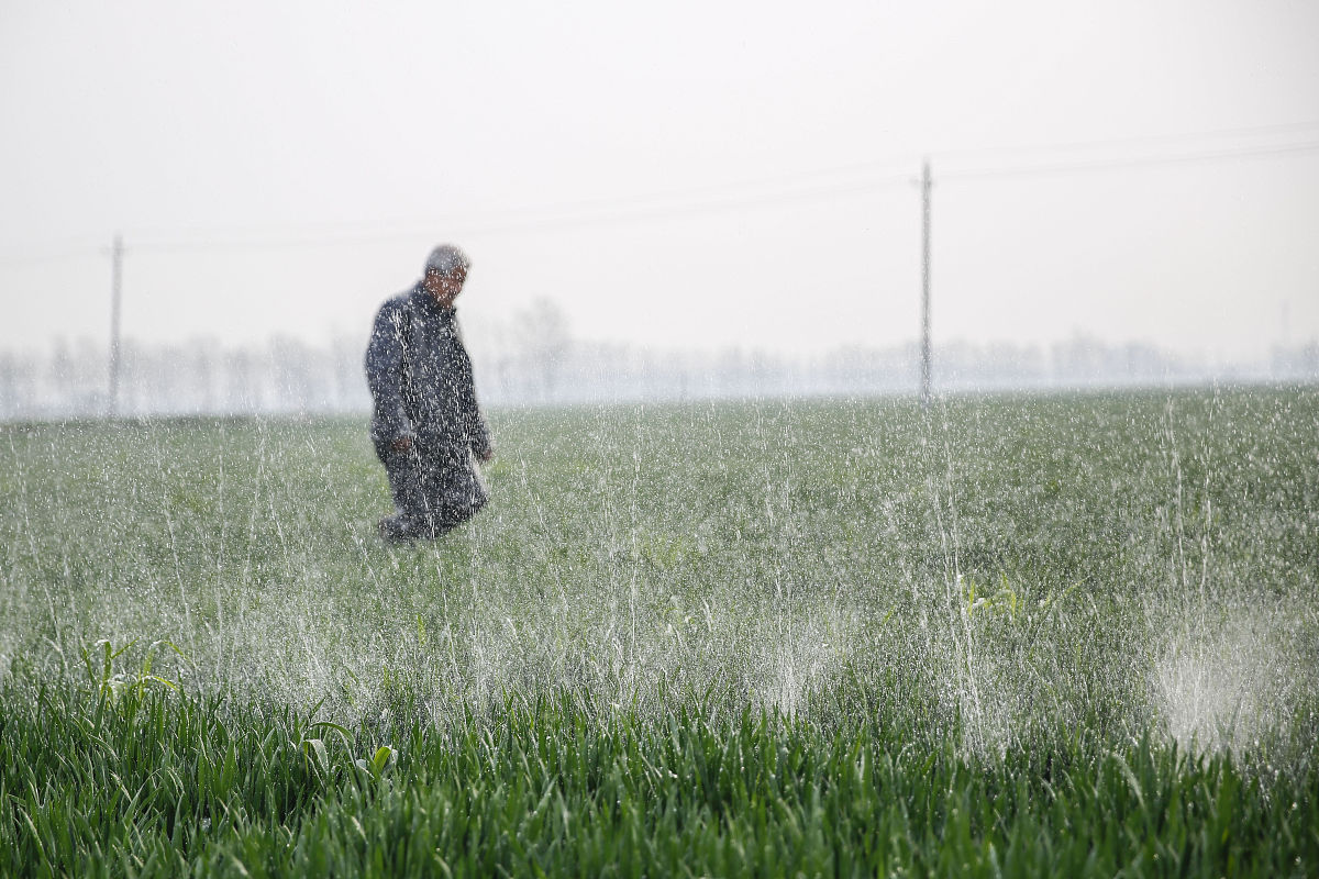 多模型平均值优化冬小麦：产量、水分利用效率提升，灌溉量下降
