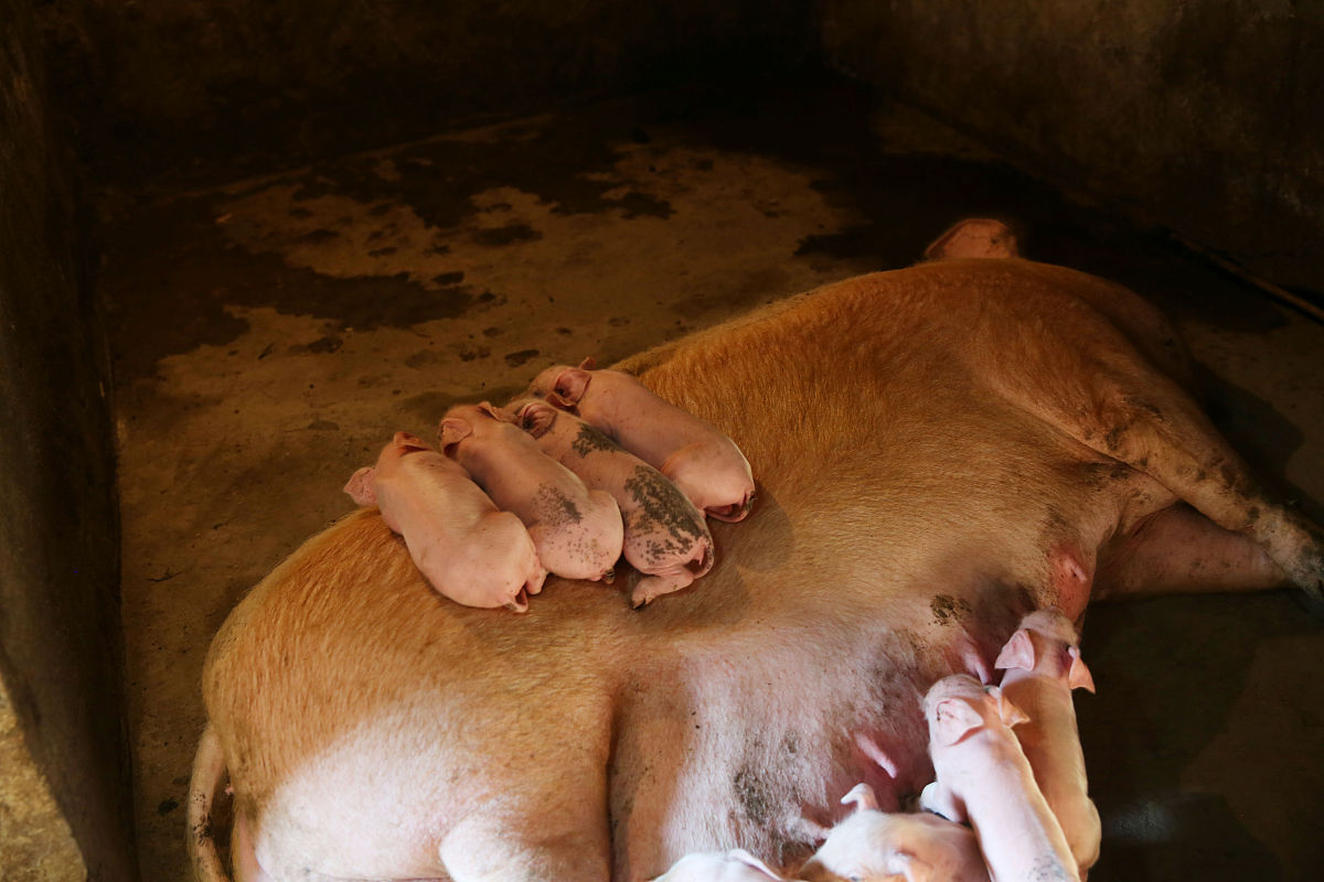 请润色以下段落：摘 要：本试验以河南某商品猪场的长大母猪的繁殖性能数据为基础分析不同配种季节、分娩季节、干预方式、妊娠天数、胎次和哺乳天数等因素对长大母猪繁殖性能的影响以期探寻提高长大母猪生产性能的最佳饲养管理方法。结果显示：秋季配种的总产仔数和健仔数最高且显著高于春季P005；秋季分娩的健仔数显著高于夏季和冬季P005总产仔数显著高于夏季P005且畸形数最低；自然分娩组的总产仔数和健仔数显著高
