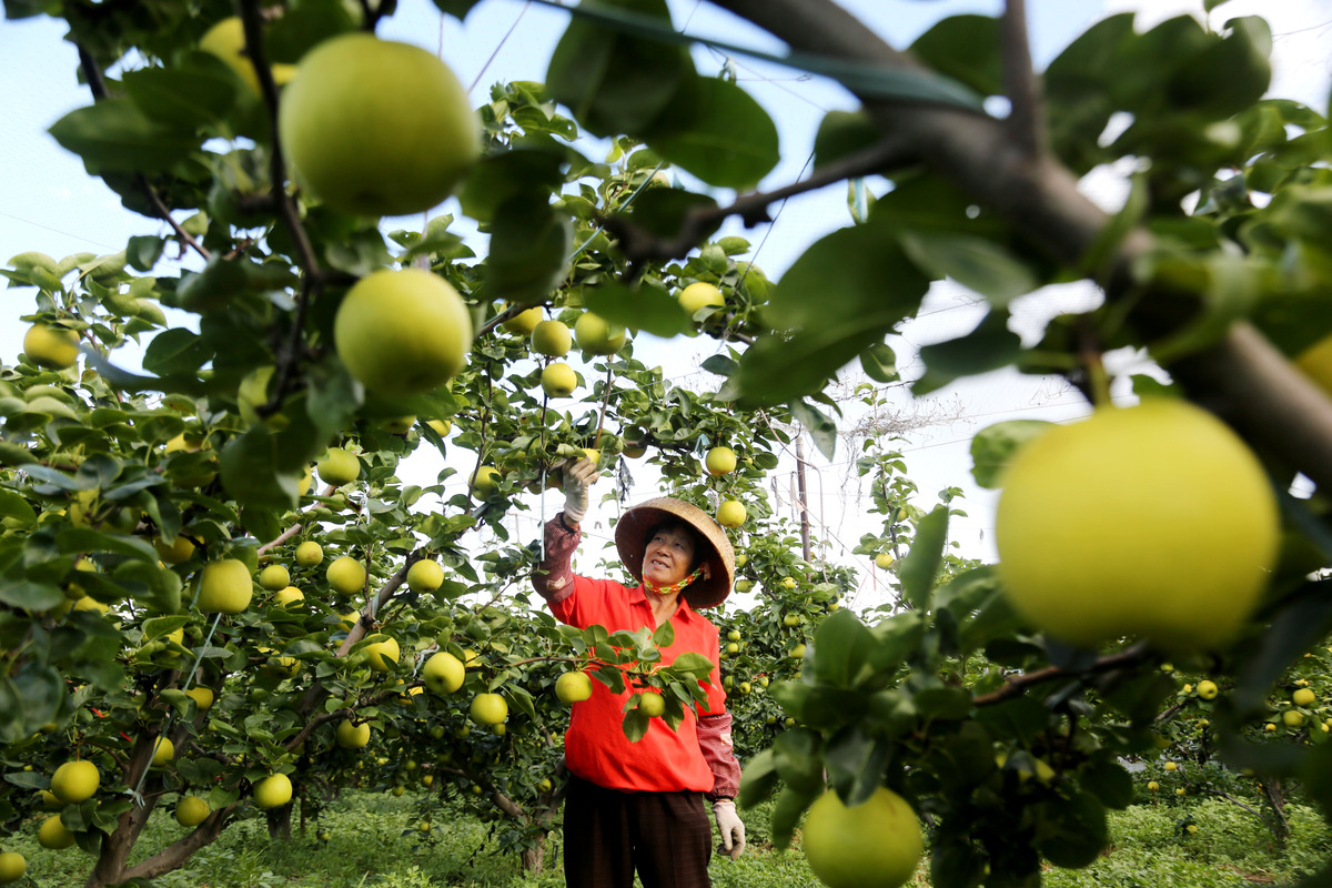 1亩地种多少红肖梨？种植红肖梨的产量及收益