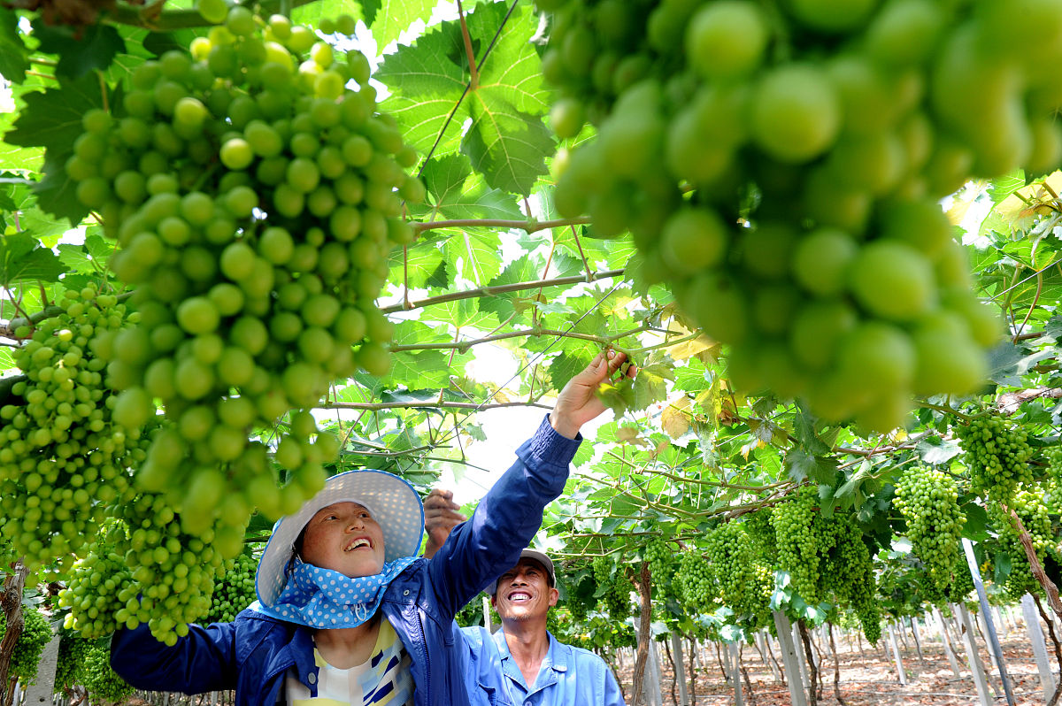 河南农业广播电视学校2022年有哪些专业