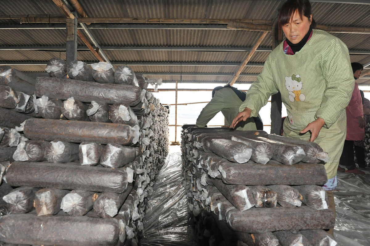黑木耳的沉默期进行鹿茸菇的种植降低沉默期的生产成本提高企业利润。利用好牡丹江周边广大菌农朋友这条先天的护城河根据材料这一个企业优势