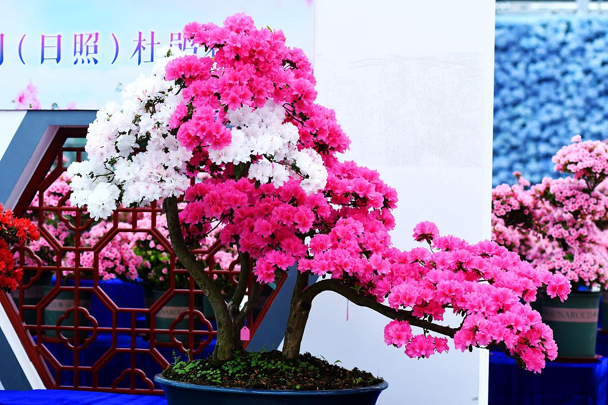 帮我写一份杜鹃花修剪技术的报告