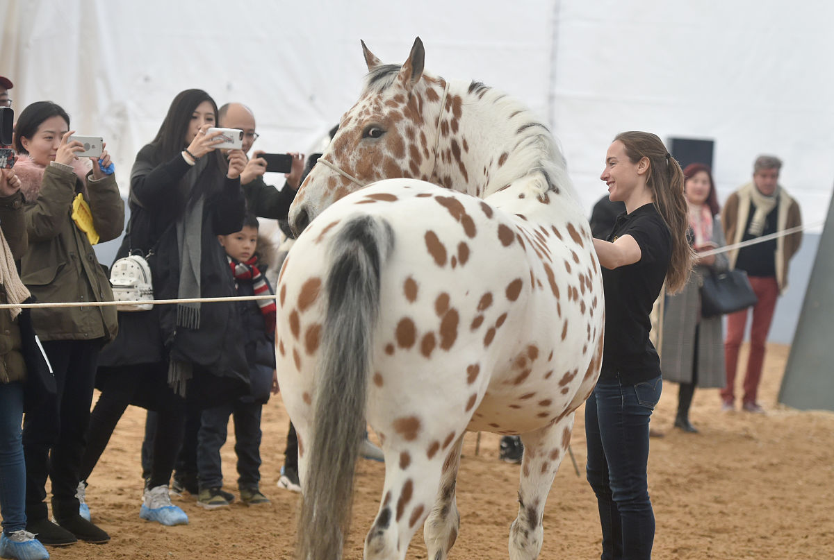 cavalia·舞马》在南京揭开神秘面纱,来自<strong>世界</strong>各地的40匹宝马齐聚汤山