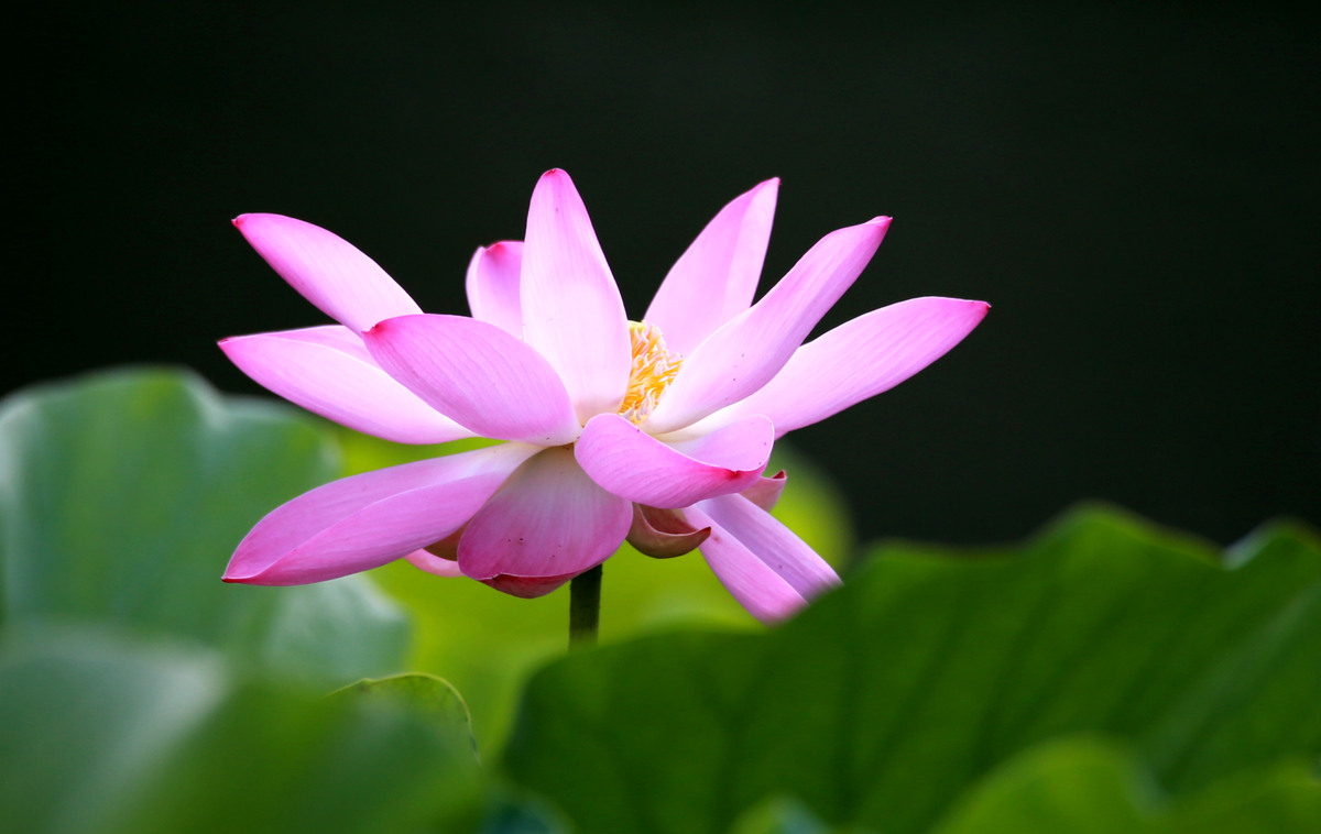 赞美荷花的诗句有哪些