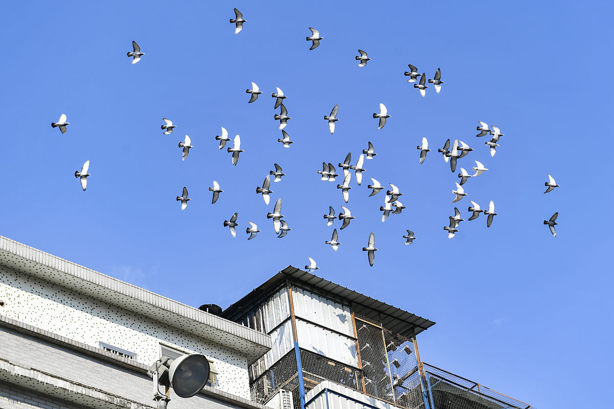 飞翔的心 - 致敬自由的爵士乐章