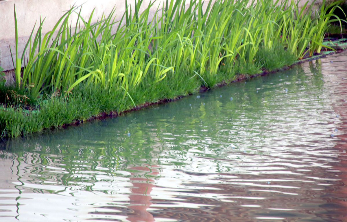 AQUATIC BOTANY期刊收稿要求详细介绍？