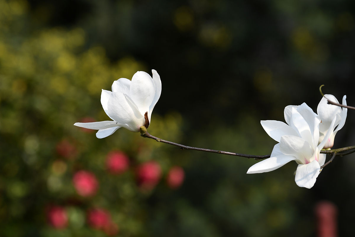 玉兰花下的学子