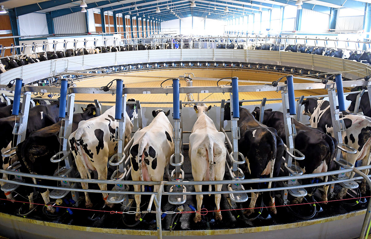 牛奶相关的产业牛奶相关的产业包括奶牛养殖、乳制品加工、牛奶运输和销售等环节。1 奶牛养殖：奶牛是生产牛奶的主要来源因此奶牛的养殖非常重要。奶牛养殖业主要分为场养和家养两种模式目前大规模奶牛养殖场居多。2 乳制品加工：奶制品包括牛奶、酸奶、奶酪、黄油、乳清粉等在加工过程中需要使用设备和技术进行加工和生产。3 牛奶运输：从奶牛场到乳品厂、超市等地牛奶需要进行运输。其中冷链物流是保证牛奶质量和安全的关键