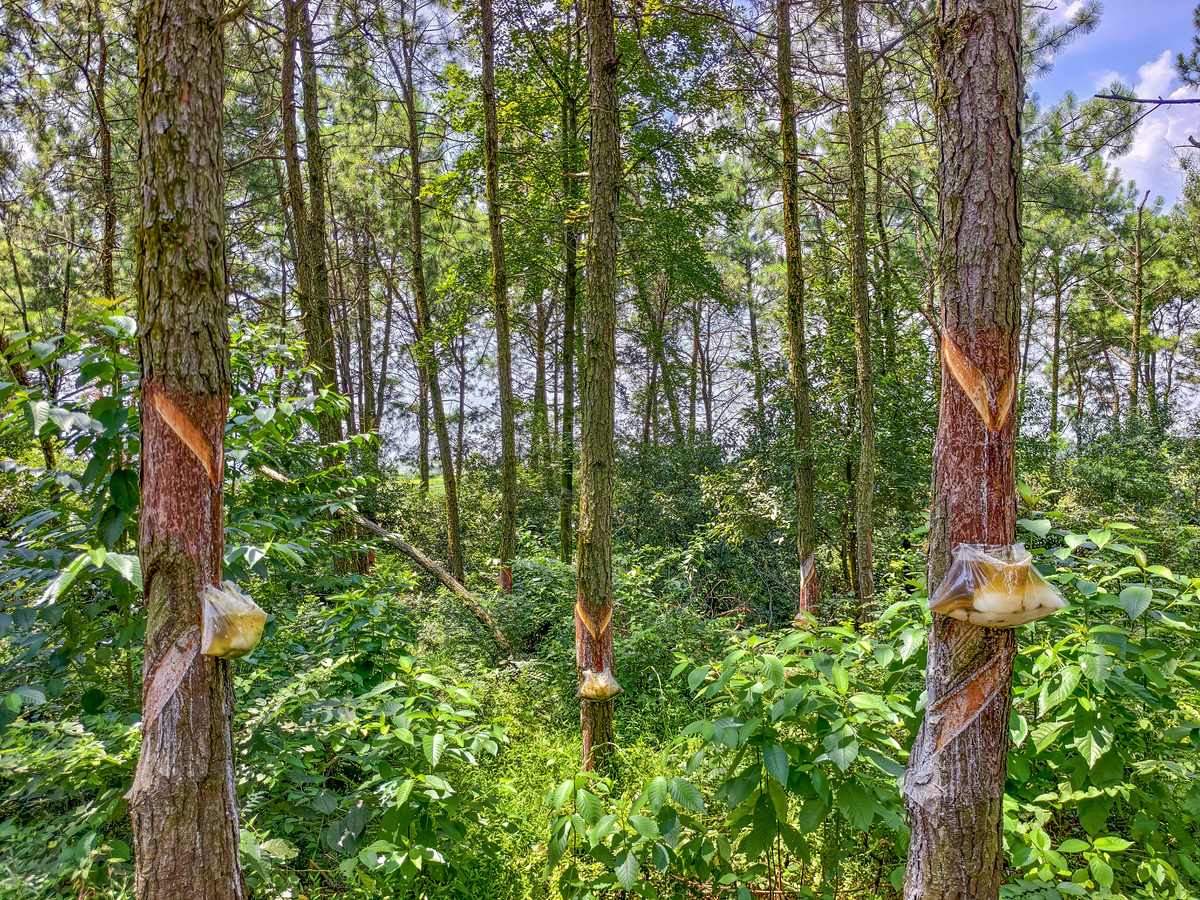 生长最快的桉树是哪个品种