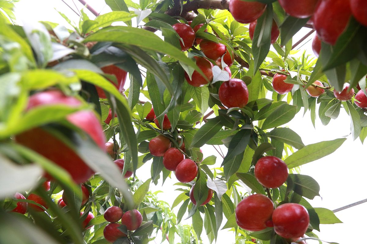甘肃现代农艺技术中专中职学校排名_哪家好