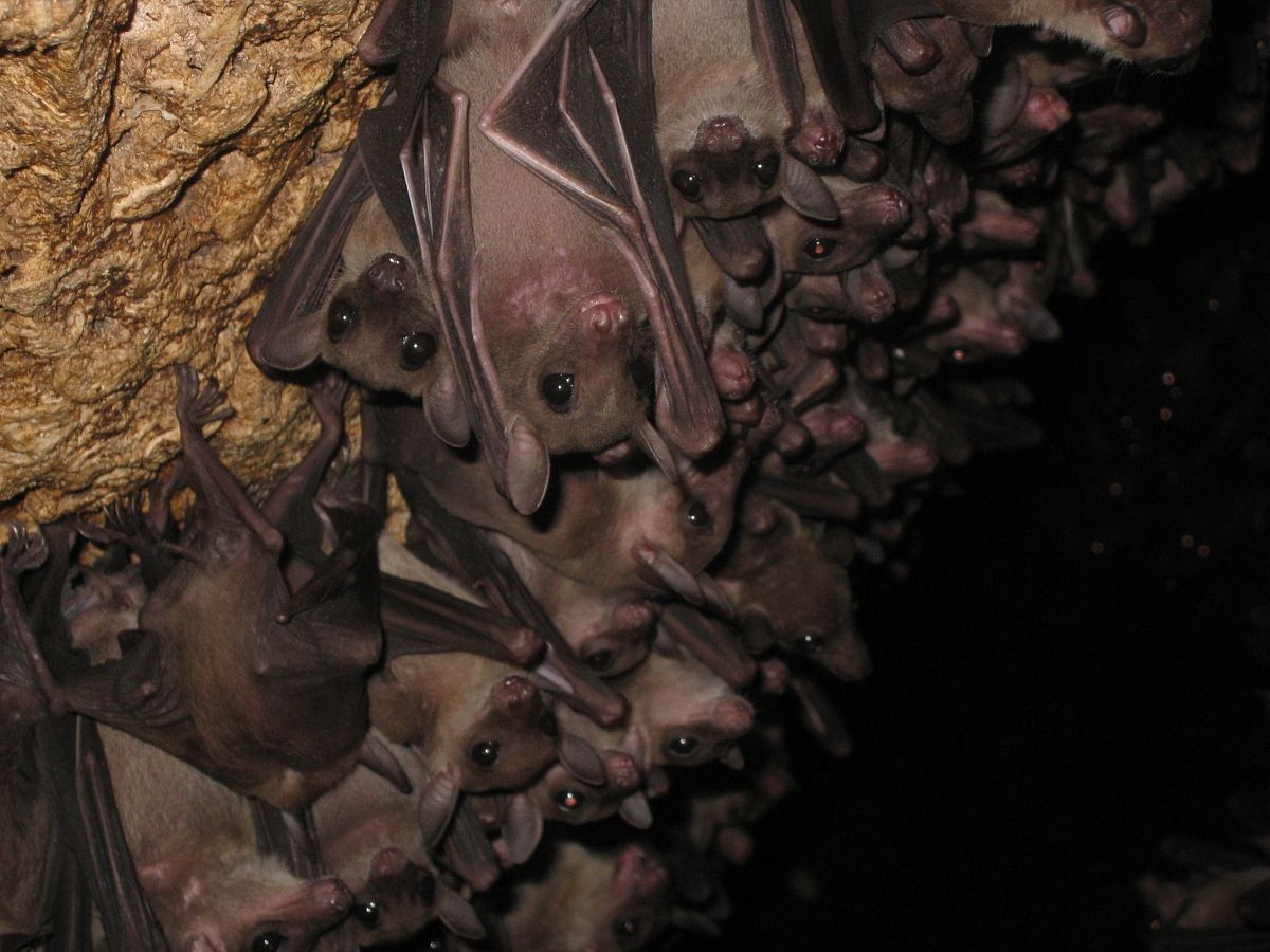 克苏鲁神话中的黄衣之王有些什么仪式