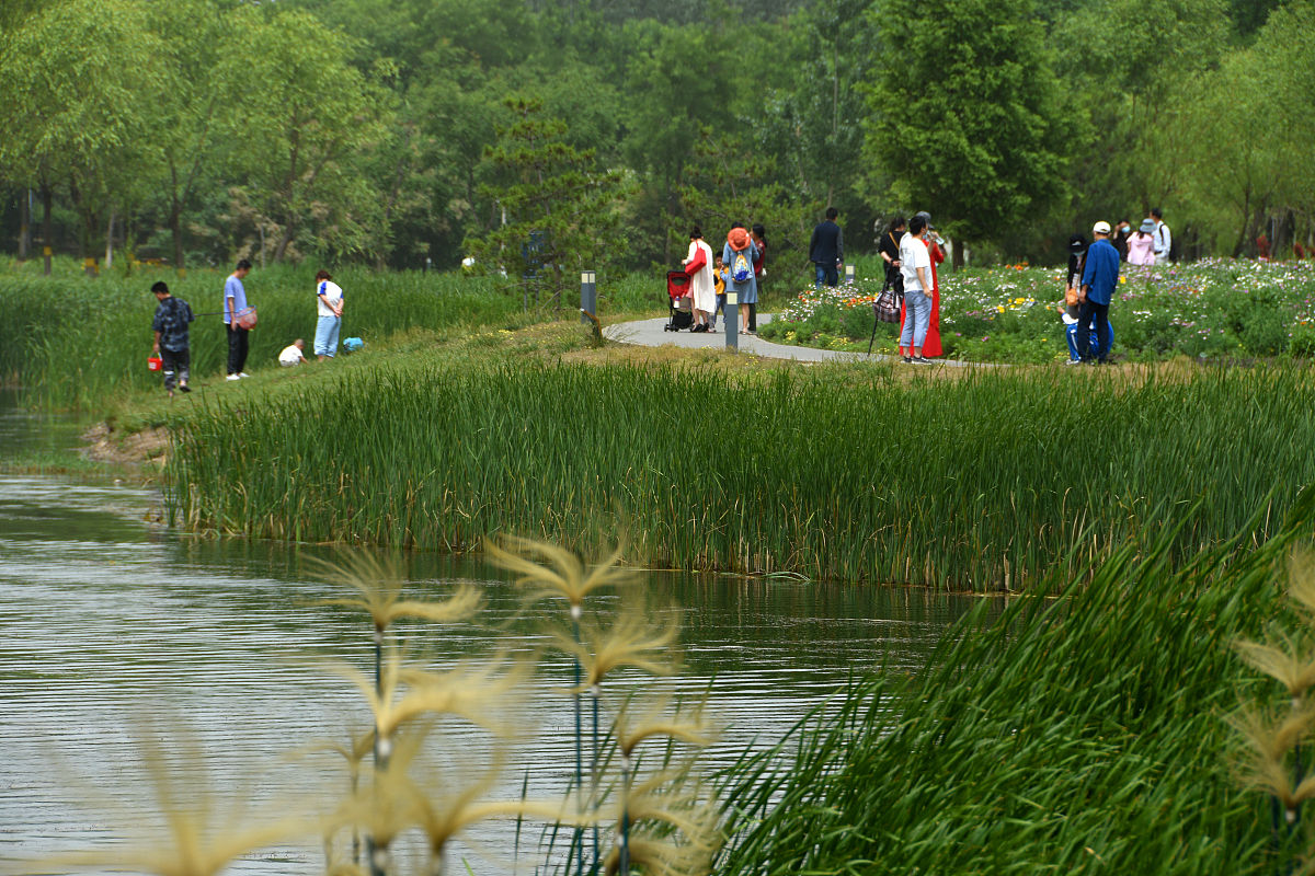 桓台县马踏湖近自然人工湿地工程实习心得体会：环境保护与生态恢复实践