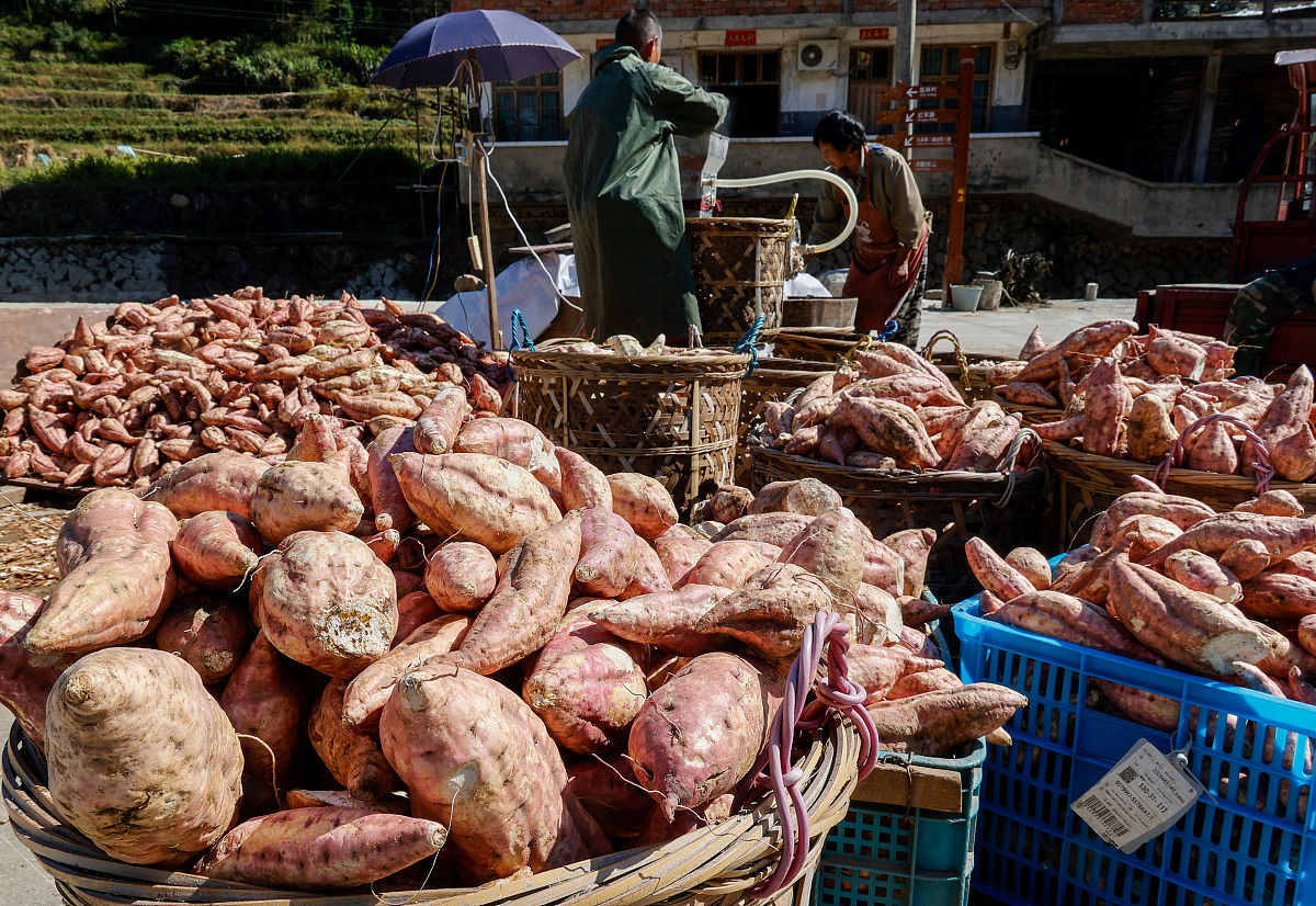 地瓜交易市场建设