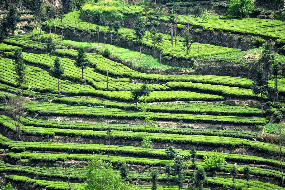 神农架下谷坪哪里有野茶分布