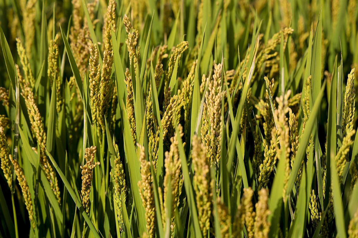 凉山州农业学校办学模式探究 - 培养优秀农业人才