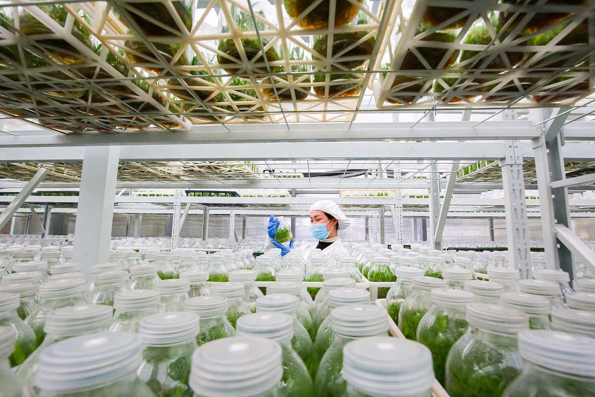 2020年12月12日,在江苏省如皋市长江镇铁皮石斛种植基地智能温室内,科