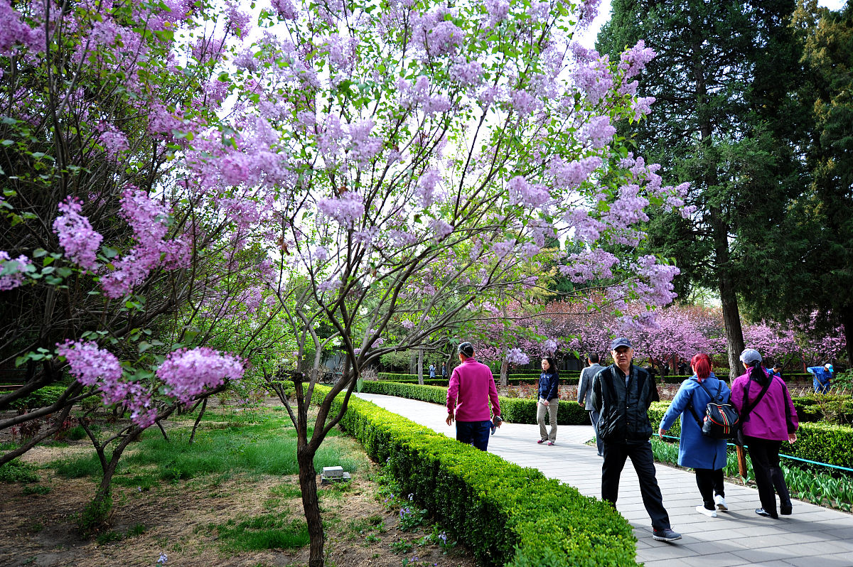紫荆河畔：宁静与美丽交织的诗意画卷