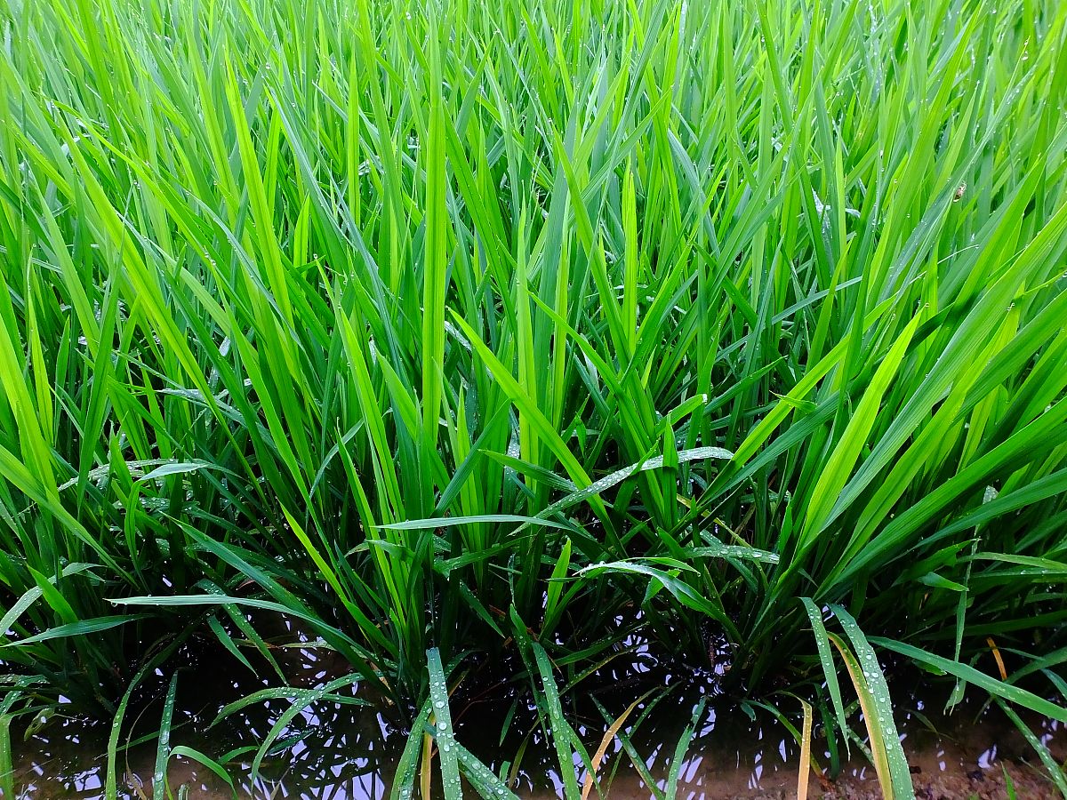 论述水稻纹枯病防治方法不少于500字。