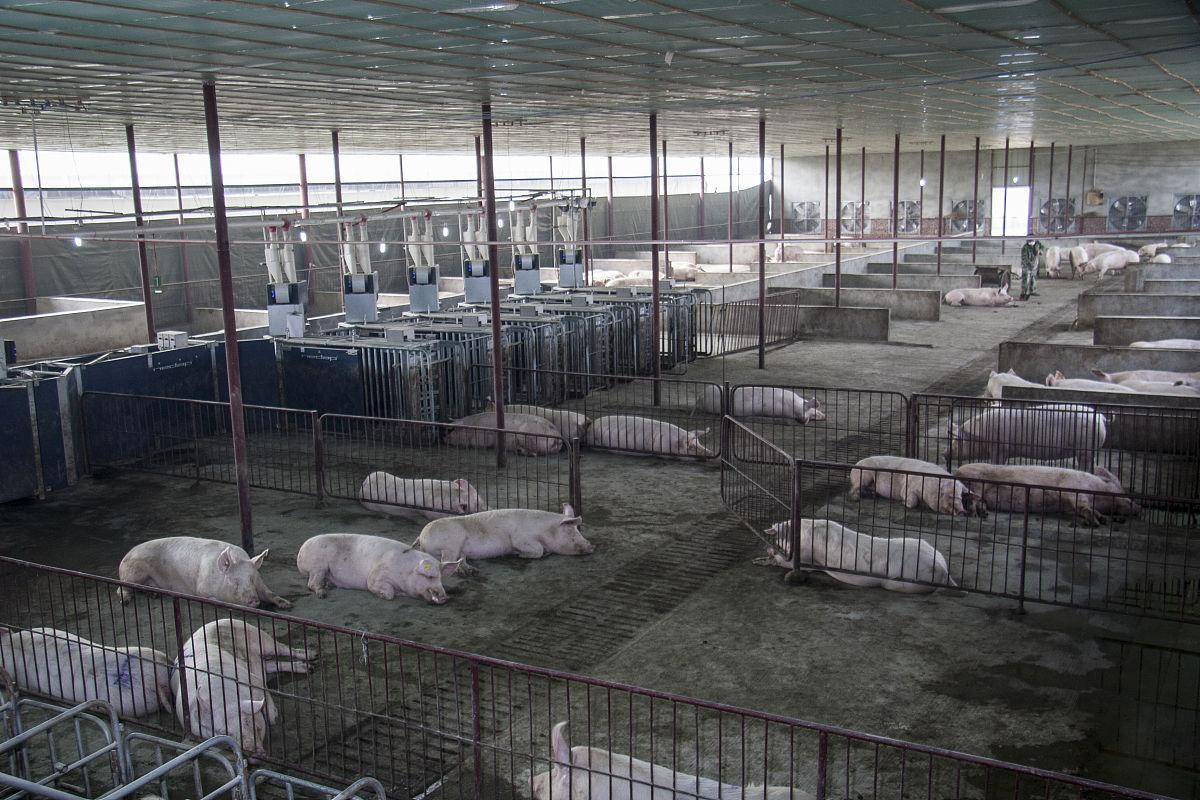 延安市生猪养殖现状与可持续发展对策研究背景