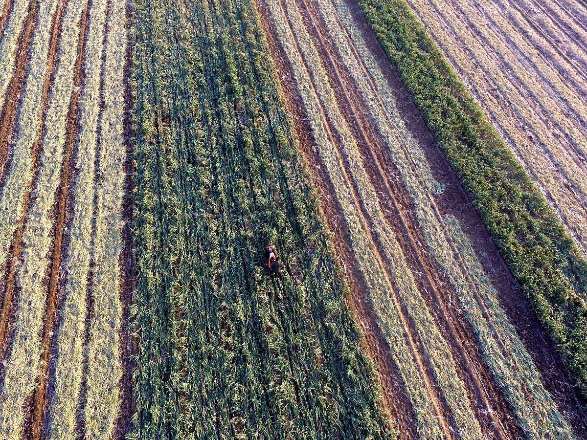 产粮区内不准超标准建设林网。