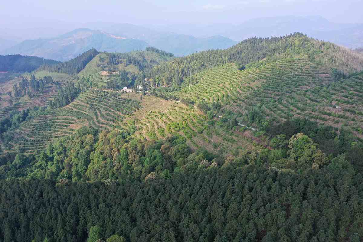 2022年平坝区中等职业学校中草药种植专业招生简章
