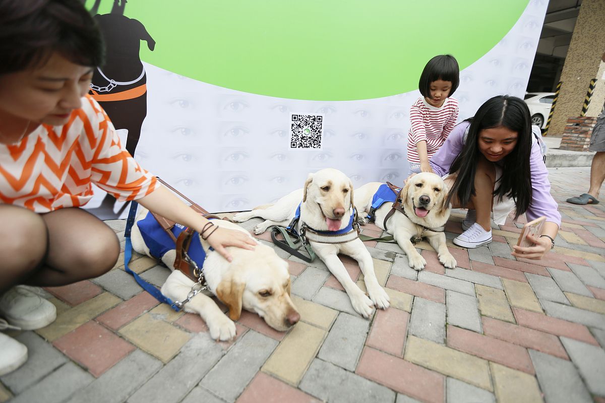 导盲犬禁止入内盲人看不到怎么办