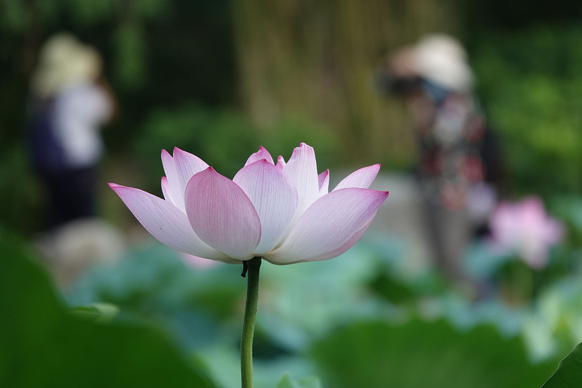孟夏草木长读音及解释 - 夏天开始的繁盛景象