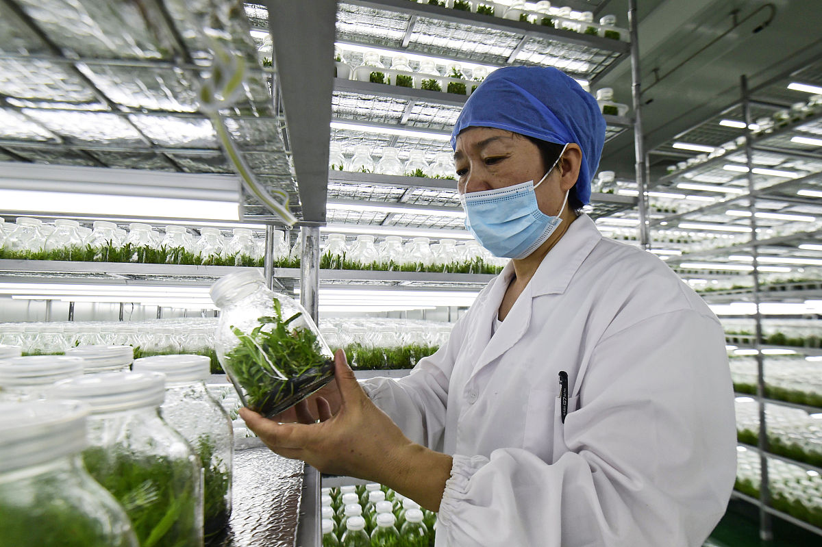 中草药栽培技术专业的就业方向有哪些