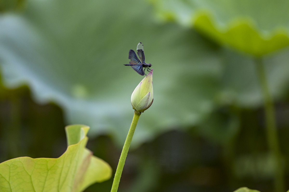 小蜻蜓立在荷叶上：描写小蜻蜓的美丽与神奇