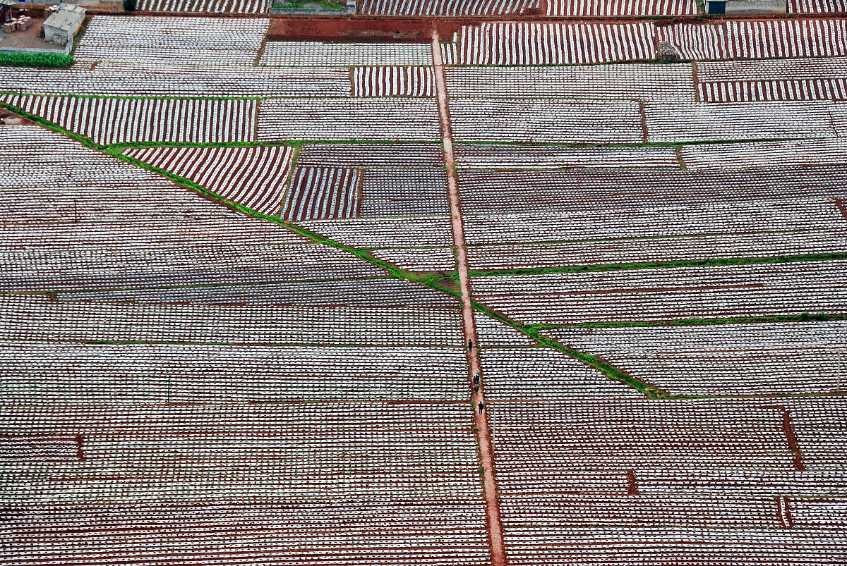 请帮我写一份5000字关于养殖牛羊的社会实践报告。