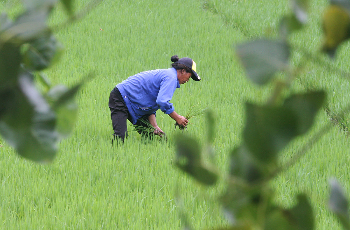 叶螨怎么无害化处理