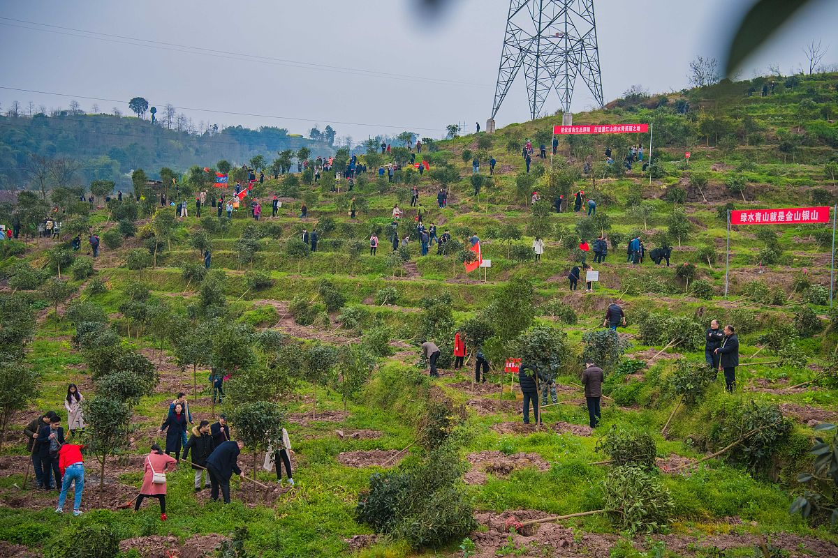 岑巩县文旦柚种植规模及产量数据