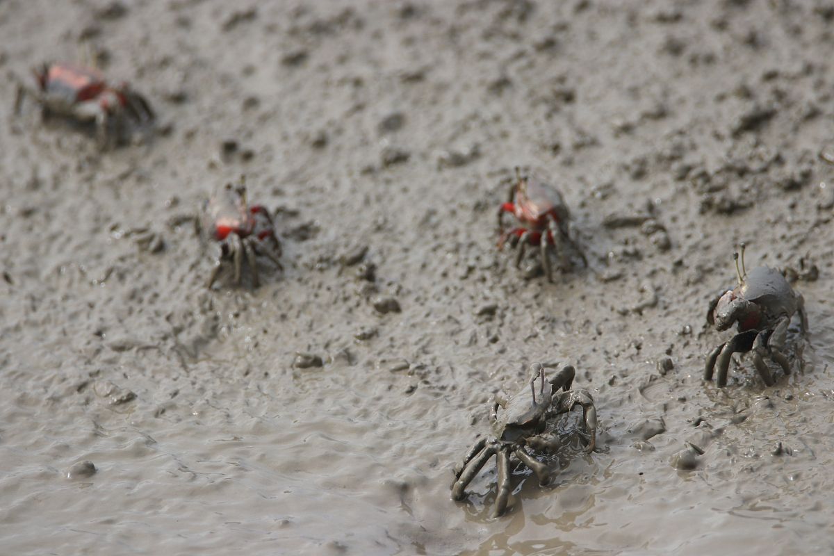 螃蟹有几条腿为什么