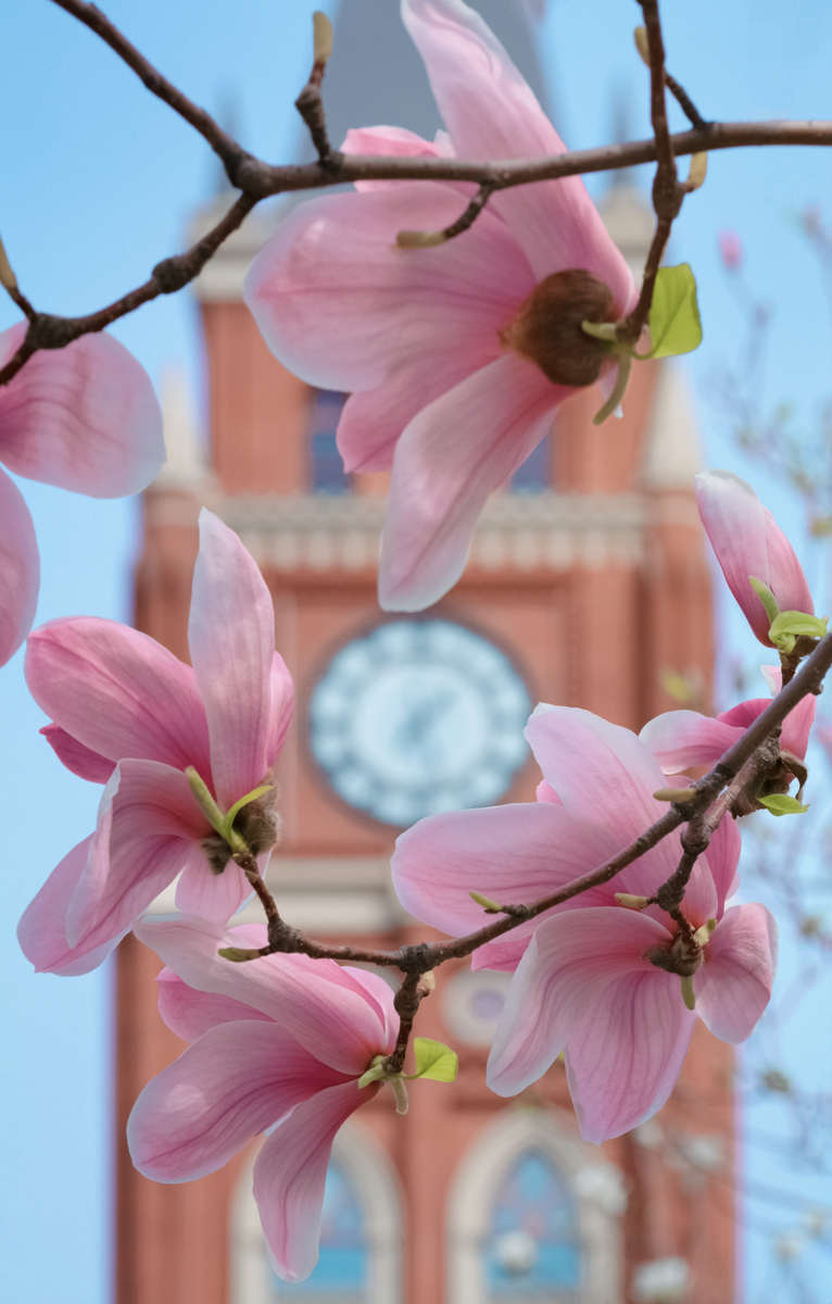 2026年3月27日,天津,五大道风景区玉兰进入盛花期,道,