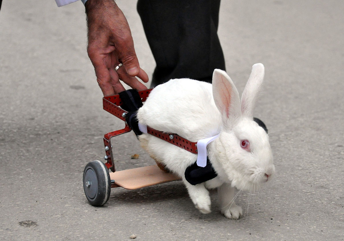 粘连性肠梗阻针刺足三里的重要性
