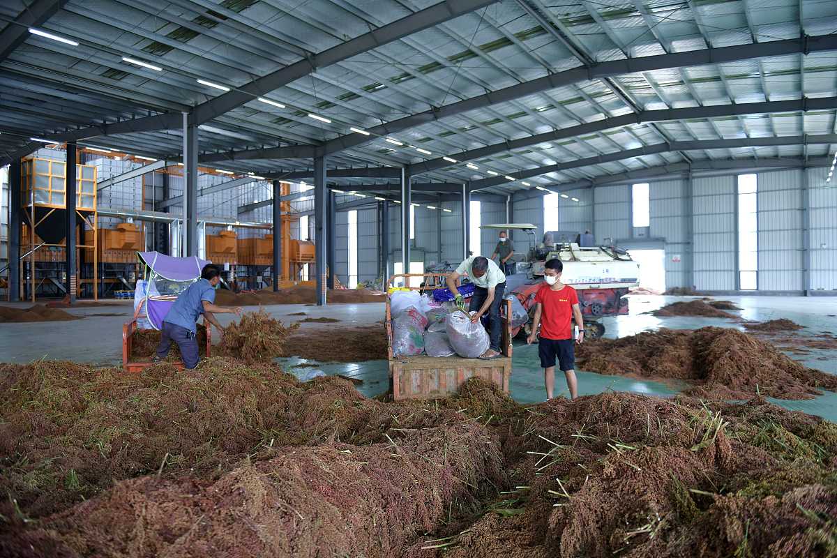 临沧市农业学校烟草栽培与加工专业课程内容：烟草种植、加工、病虫害防治等