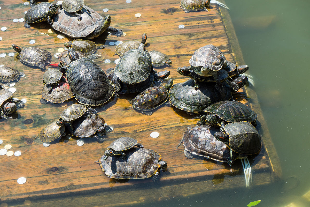 为什么广东人喜欢养乌龟？