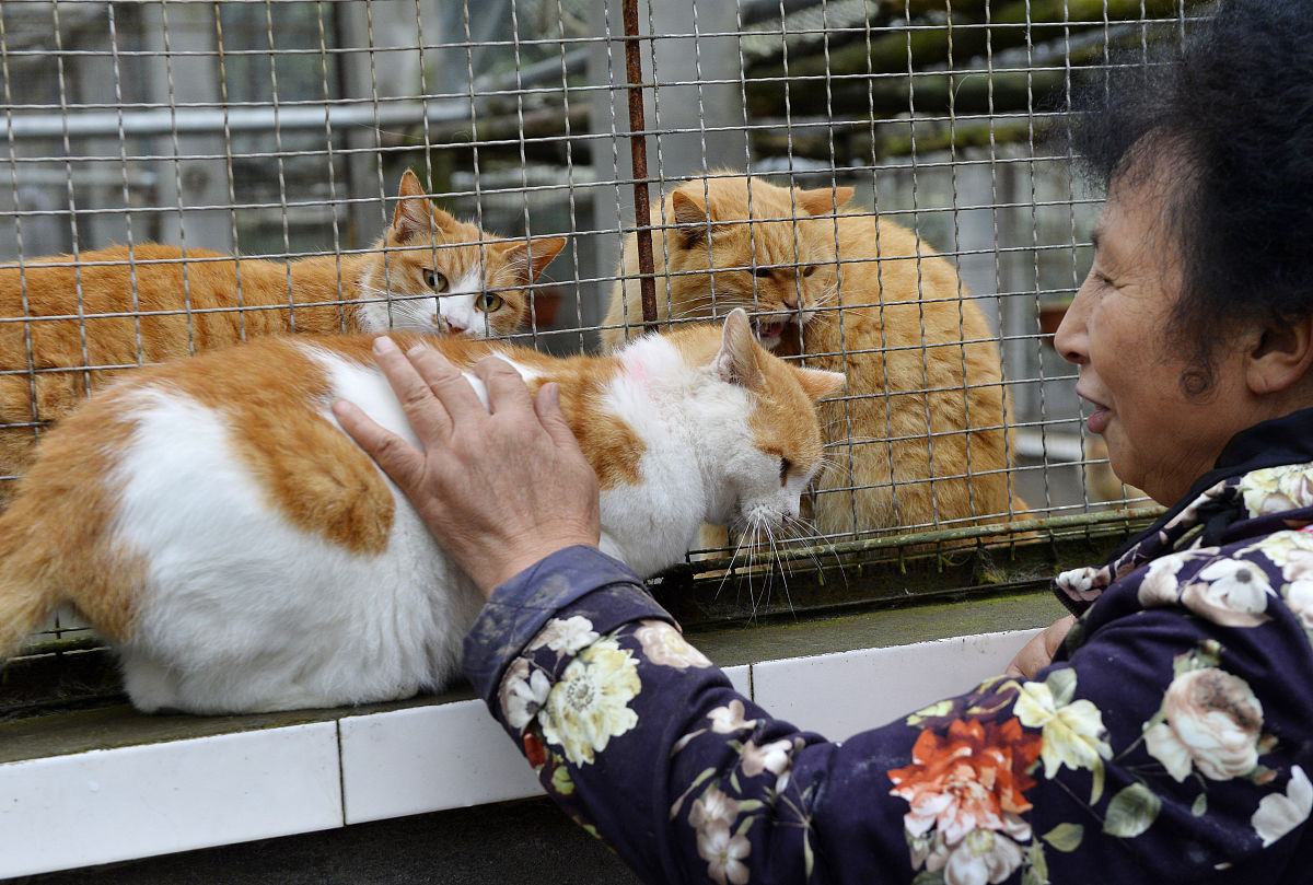 2015年11月13日,成都,大妈救助近5000只流浪猫狗,月花20万欲寻接班人.