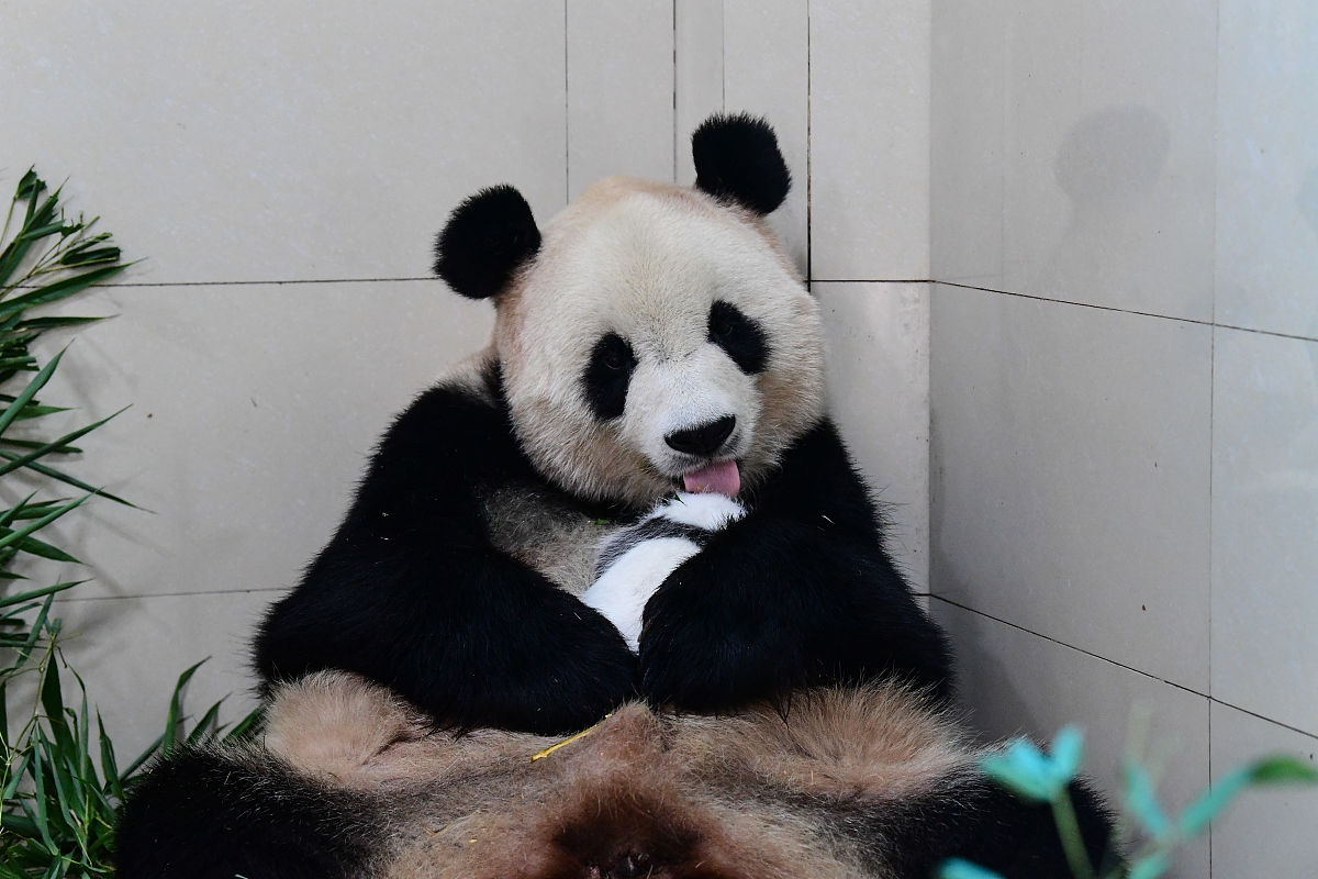 熊猫丫丫为什么骨瘦如柴