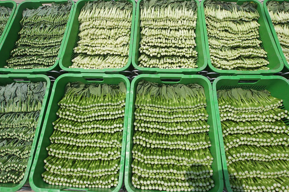 腌制芥菜的存储及包装工艺