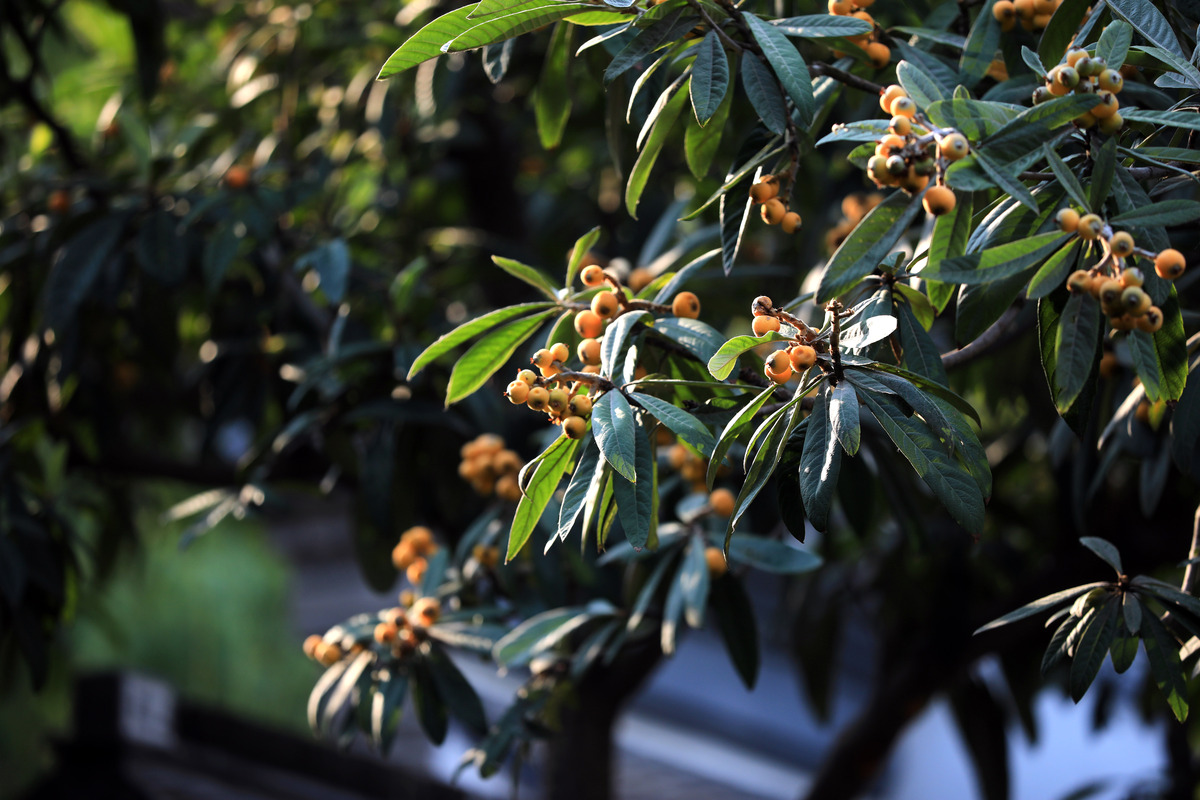 醉人的桂花香：秋天的美好象征