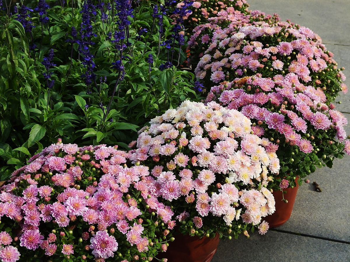 芙蓉菊怎么养才旺盛400字