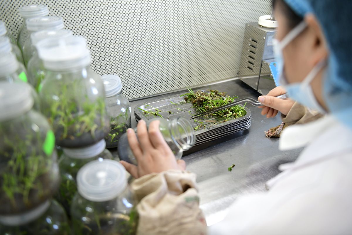 我要学树苗组培技术请给我完整的