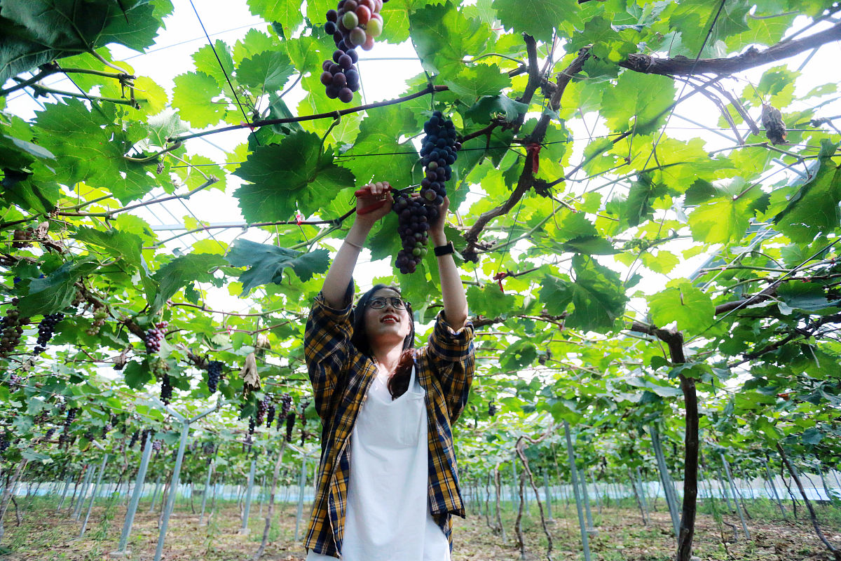 猕猴桃产业国内研究综述 - 栽培、营养、加工及市场营销